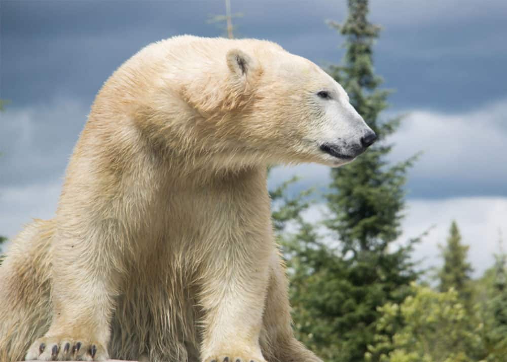 Polar Bear Habitat | Town of Cochrane